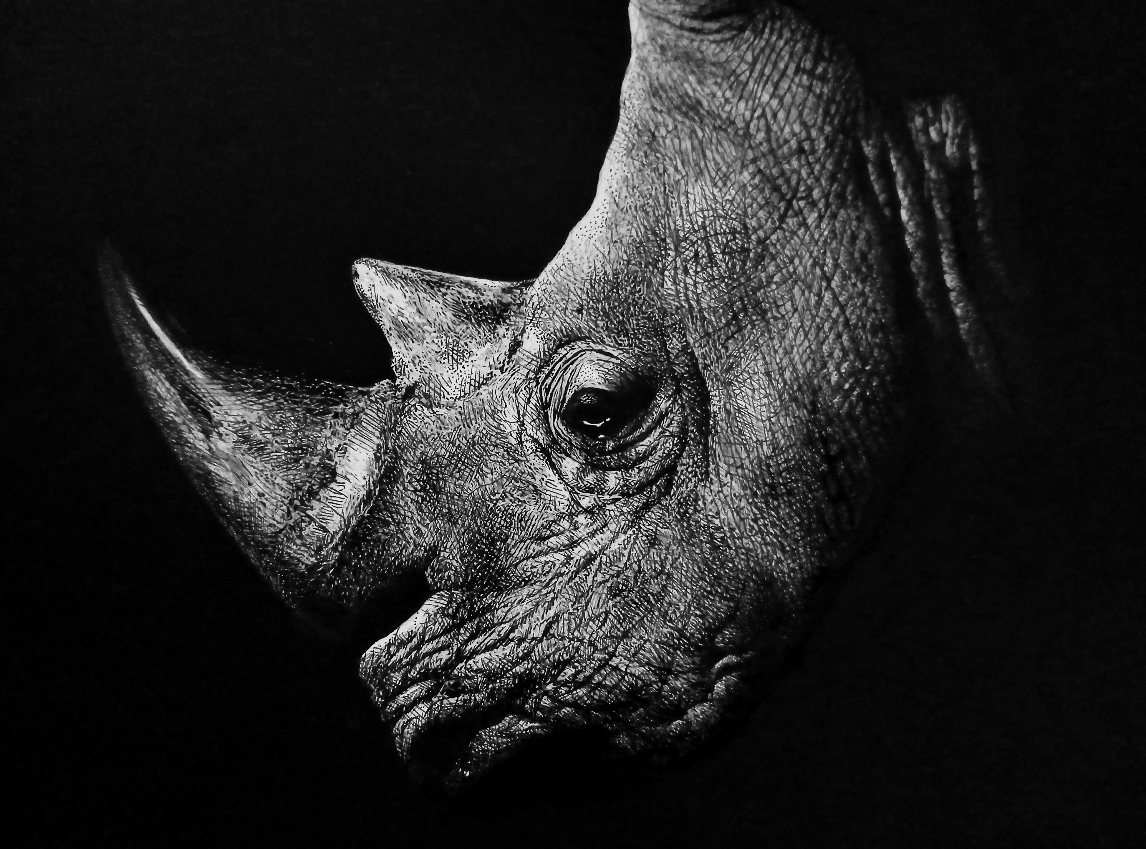 Rhino